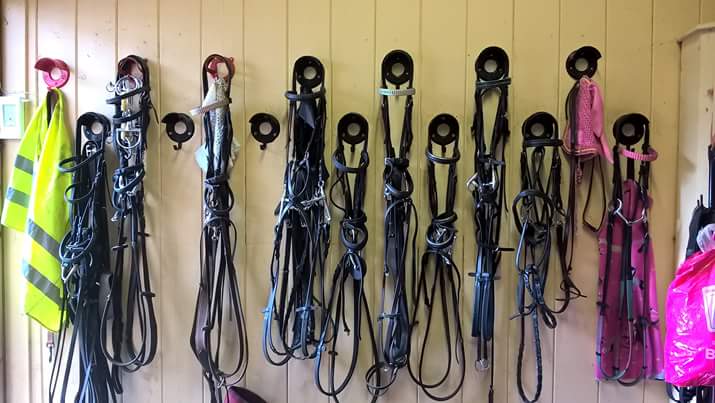 Bridles hang up on a wall in a tack room - equestrian marketing