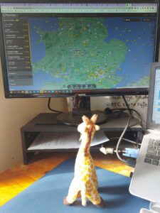 Giraffe following the Giraffes on Tour Flight of the Giraffes 2023