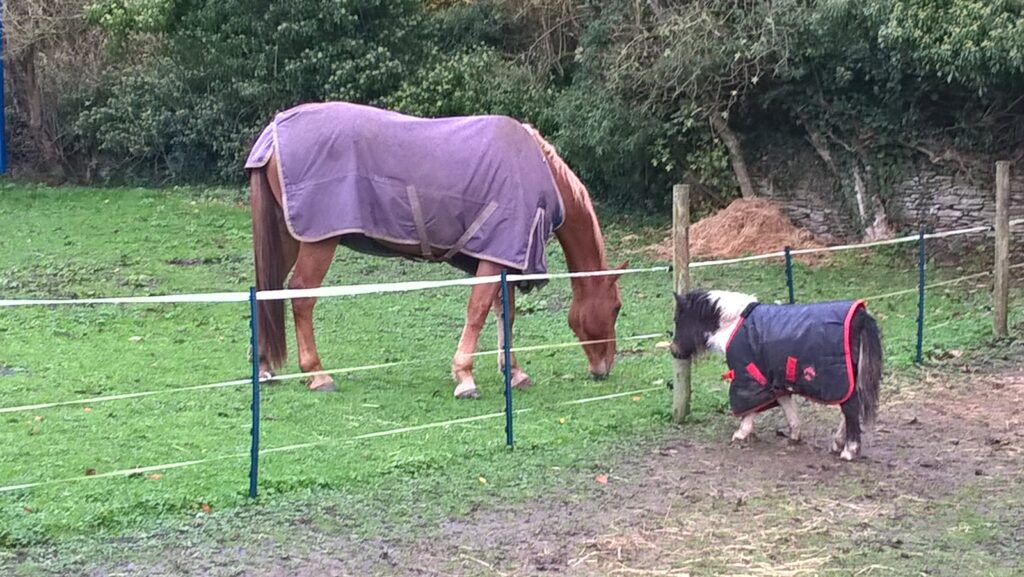 Whatever the size of your equine business: large chestnut ISH with piebald Miniature Shetland